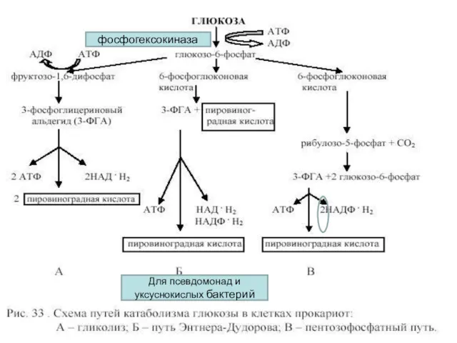 фосфогексокиназа Для псевдомонад и уксуснокислых бактерий