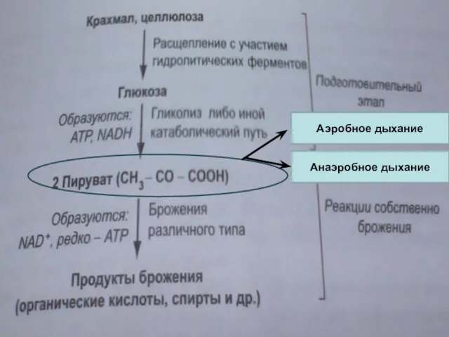 Аэробное дыхание Анаэробное дыхание