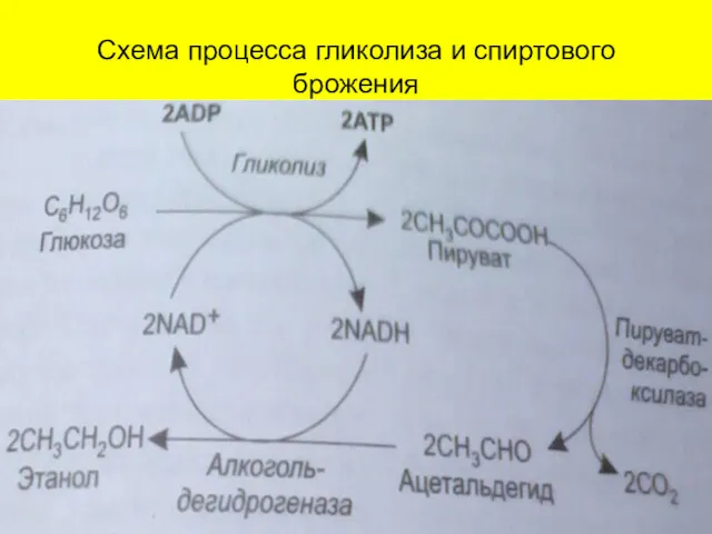 Схема процесса гликолиза и спиртового брожения