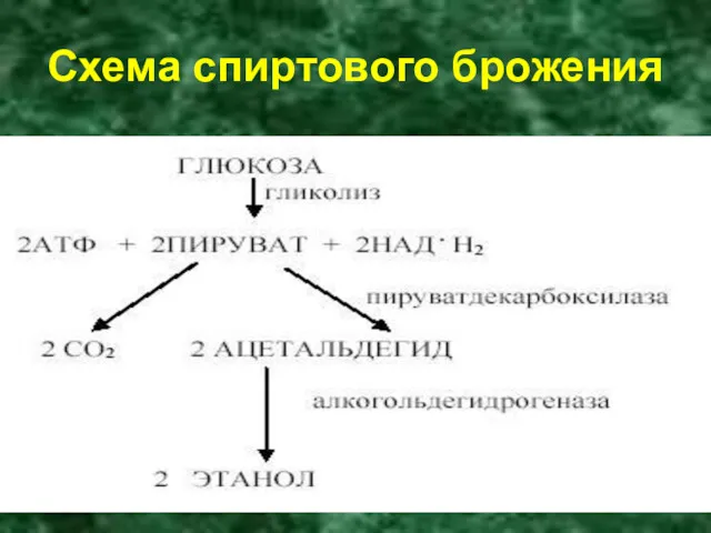 Схема спиртового брожения