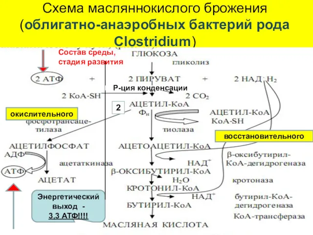 Схема масляннокислого брожения (облигатно-анаэробных бактерий рода Сlostridium) Энергетический выход -