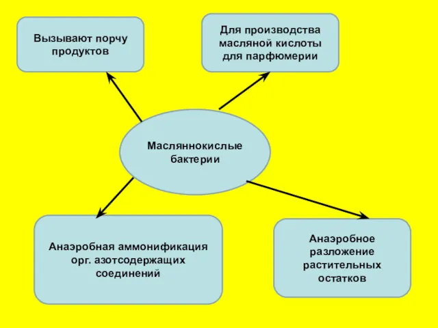 Масляннокислые бактерии Вызывают порчу продуктов Для производства масляной кислоты для