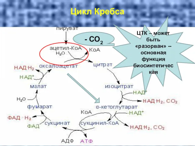 Цикл Кребса - СО2 ЦТК – может быть «разорван» -- основная функция биосинтетическая