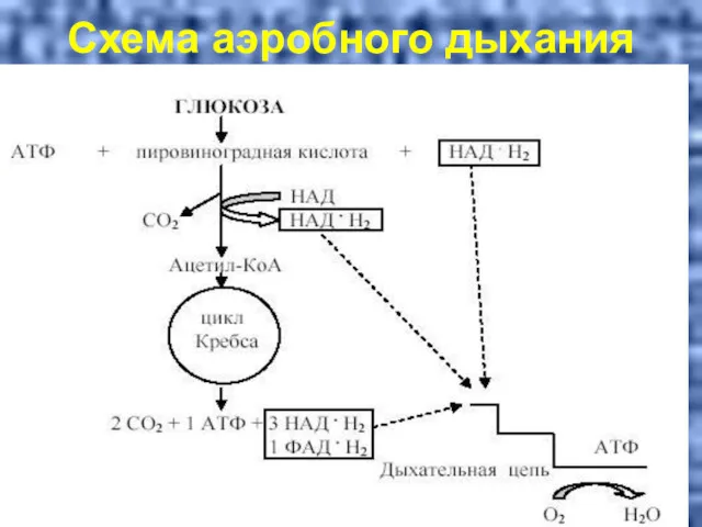 Схема аэробного дыхания