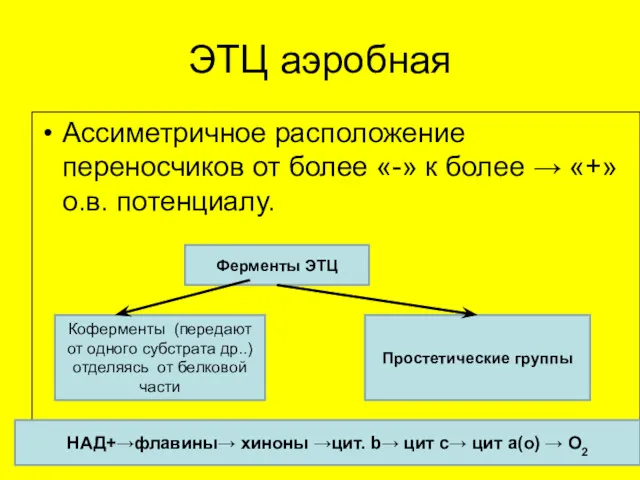 ЭТЦ аэробная Ассиметричное расположение переносчиков от более «-» к более