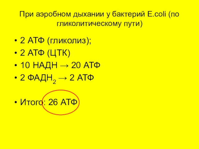 При аэробном дыхании у бактерий Е.соli (по гликолитическому пути) 2