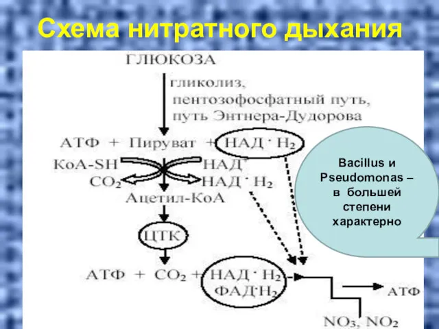 Схема нитратного дыхания Bacillus и Pseudomonas – в большей степени характерно