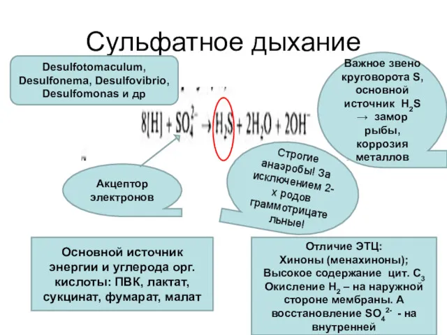 Сульфатное дыхание Акцептор электронов Строгие анаэробы! За исключением 2-х родов