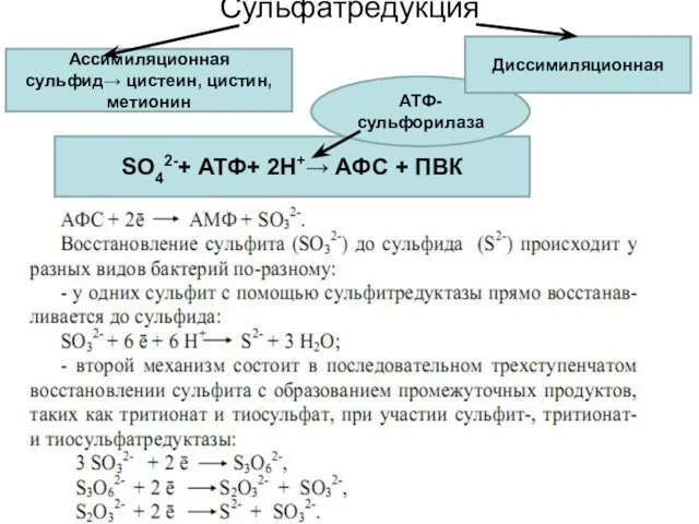 Сульфатредукция SO42-+ АТФ+ 2Н+→ АФС + ПВК АТФ-сульфорилаза Ассимиляционная сульфид→ цистеин, цистин, метионин Диссимиляционная