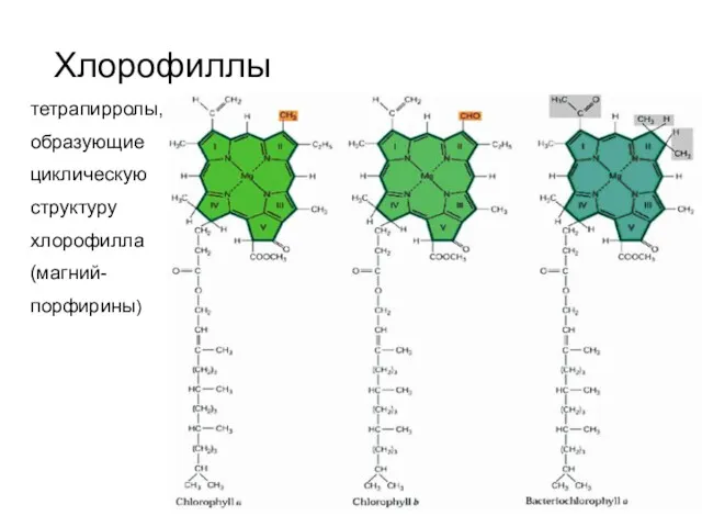 Хлорофиллы тетрапирролы, образующие циклическую структуру хлорофилла (магний-порфирины)