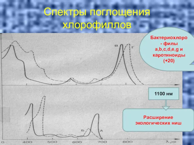 Спектры поглощения хлорофиллов 1100 нм Бактериохлоро- филы a,b,c,d,e,g и каротиноиды (+20) Расширение экологических ниш