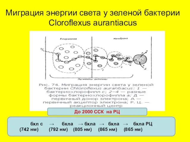 Миграция энергии света у зеленой бактерии Cloroflexus aurantiacus бхл с