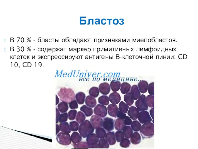 В 70 % - бласты обладают признаками миелобластов. В 30