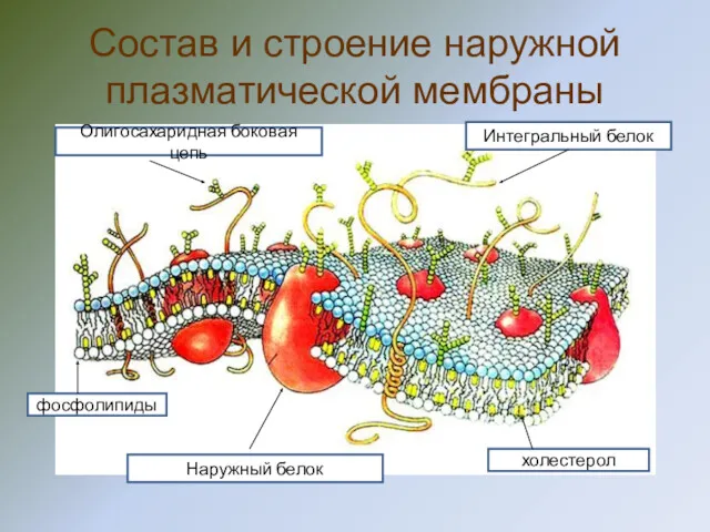 Состав и строение наружной плазматической мембраны Интегральный белок холестерол фосфолипиды Наружный белок Олигосахаридная боковая цепь