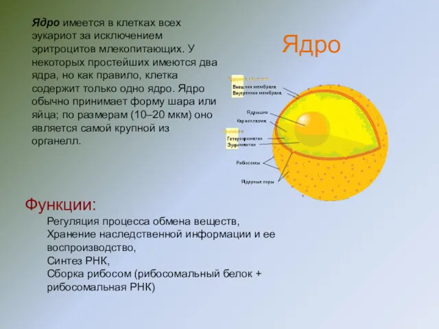 Ядро имеется в клетках всех эукариот за исключением эритроцитов млекопитающих.