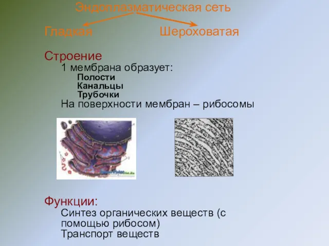 Эндоплазматическая сеть Гладкая Шероховатая Строение 1 мембрана образует: Полости Канальцы