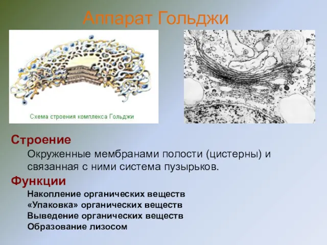 Строение Окруженные мембранами полости (цистерны) и связанная с ними система