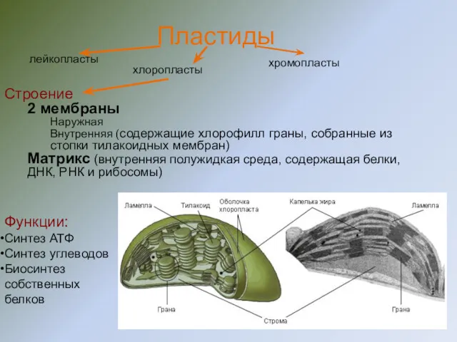 Строение 2 мембраны Наружная Внутренняя (содержащие хлорофилл граны, собранные из