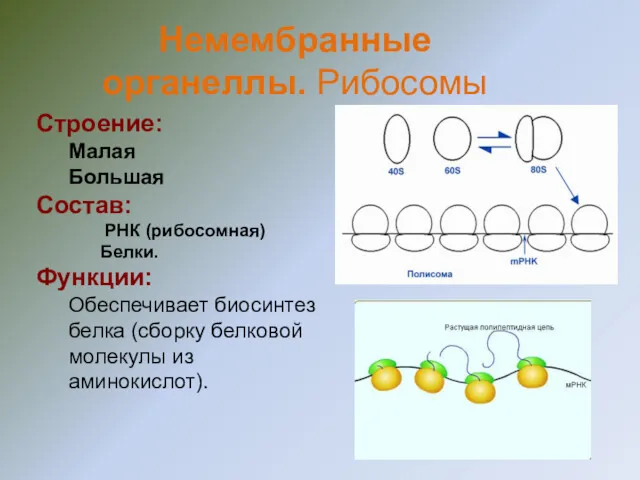 Строение: Малая Большая Состав: РНК (рибосомная) Белки. Функции: Обеспечивает биосинтез