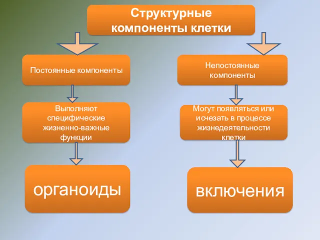 Структурные компоненты клетки Постоянные компоненты Выполняют специфические жизненно-важные функции органоиды