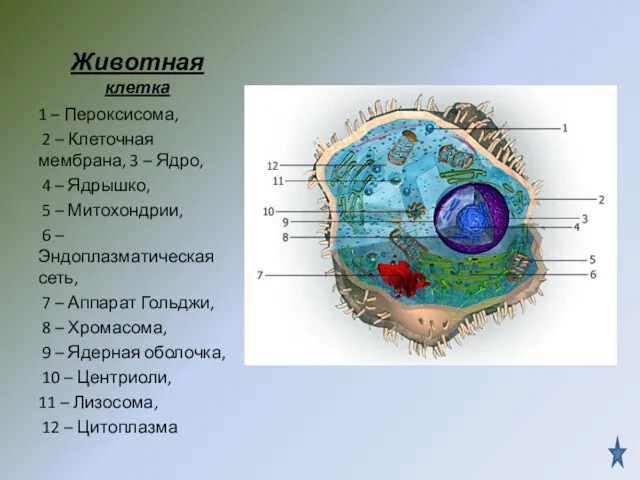 Животная клетка 1 – Пероксисома, 2 – Клеточная мембрана, 3