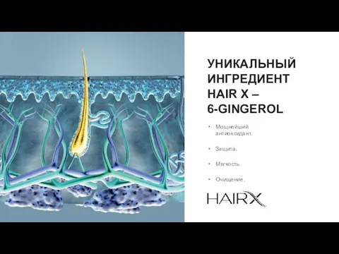 УНИКАЛЬНЫЙ ИНГРЕДИЕНТ HAIR X – 6-GINGEROL Мощнейший антиоксидант. Защита. Мягкость. Очищение.