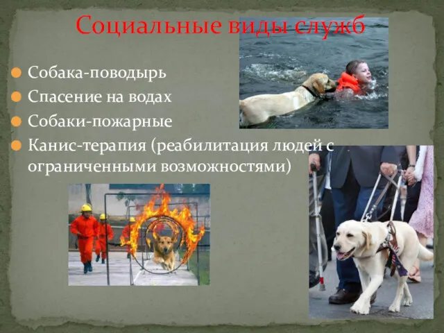 Собака-поводырь Спасение на водах Собаки-пожарные Канис-терапия (реабилитация людей с ограниченными возможностями) Социальные виды служб