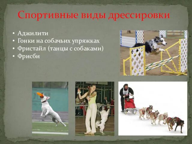 Спортивные виды дрессировки Аджилити Гонки на собачьих упряжках Фристайл (танцы с собаками) Фрисби