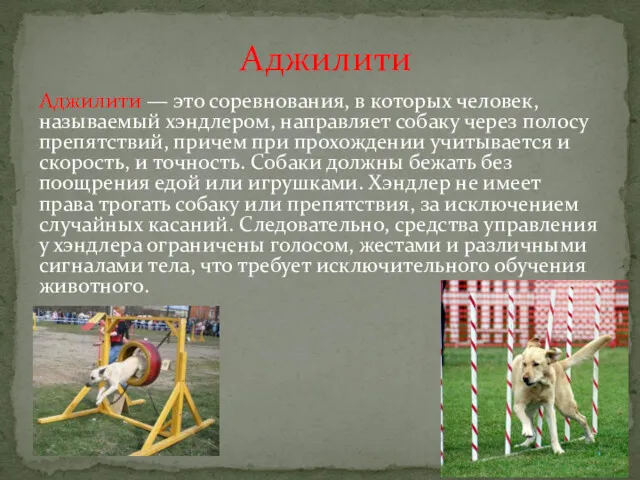 Аджилити — это соревнования, в которых человек, называемый хэндлером, направляет собаку через полосу