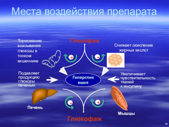 Места воздействия препарата Гипергликемия Печень Мышцы Глюкофаж Подавляет продукцию глюкозы