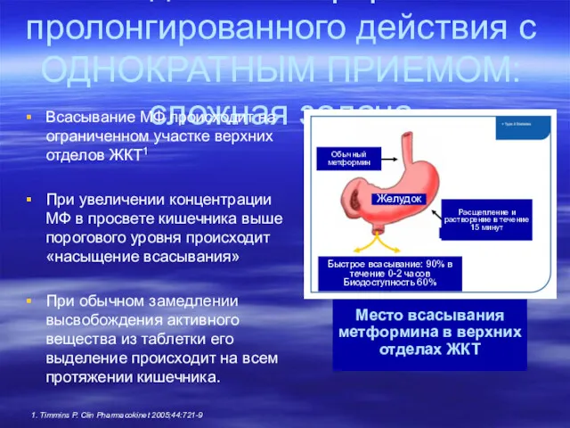 Место всасывания метформина в верхних отделах ЖКТ 1. Timmins P.