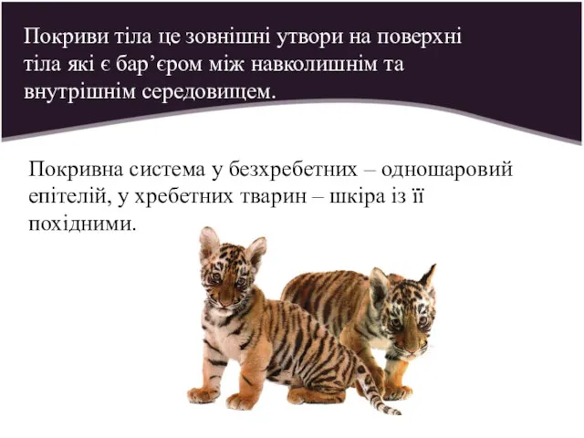 Покриви тіла це зовнішні утвори на поверхні тіла які є