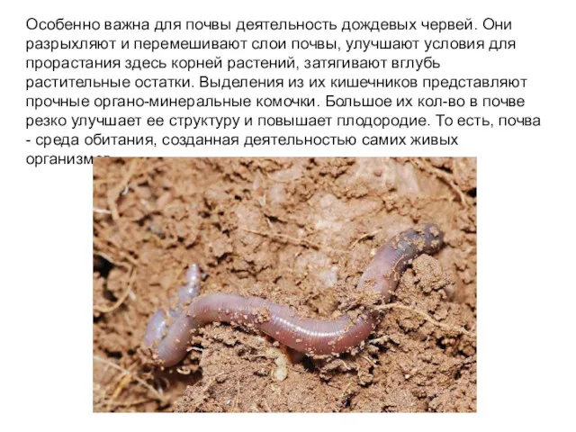 Особенно важна для почвы деятельность дождевых червей. Они разрыхляют и перемешивают слои почвы,