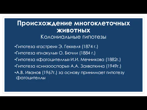 Происхождение многоклеточных животных Колониальные гипотезы Гипотеза «гастреи» Э. Геккеля (1874