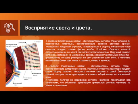 Восприятие света и цвета. 1 Колбочки (колбочковые клетки) - фоторецепторы сетчатки глаза человека