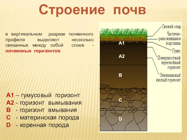 Строение почв в вертикальном разрезе почвенного профиля выделяют несколько связанных