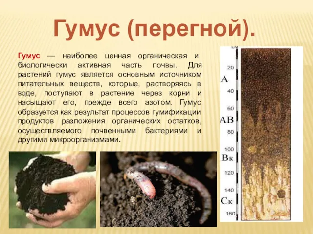 Гумус — наиболее ценная органическая и биологически активная часть почвы.