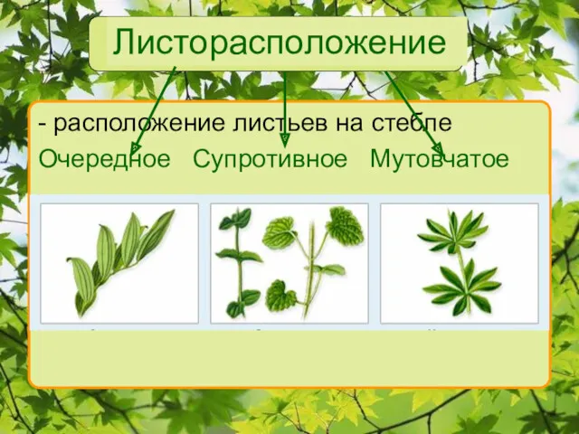 Листорасположение - расположение листьев на стебле Очередное Супротивное Мутовчатое