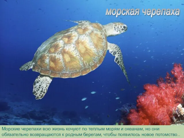 морская черепаха Морские черепахи всю жизнь кочуют по теплым морям