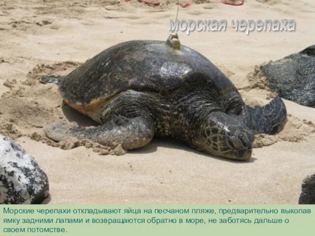 морская черепаха Морские черепахи откладывают яйца на песчаном пляже, предварительно