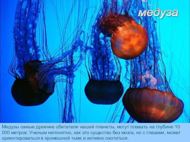 медуза Медузы самые древние обитатели нашей планеты, могут плавать на