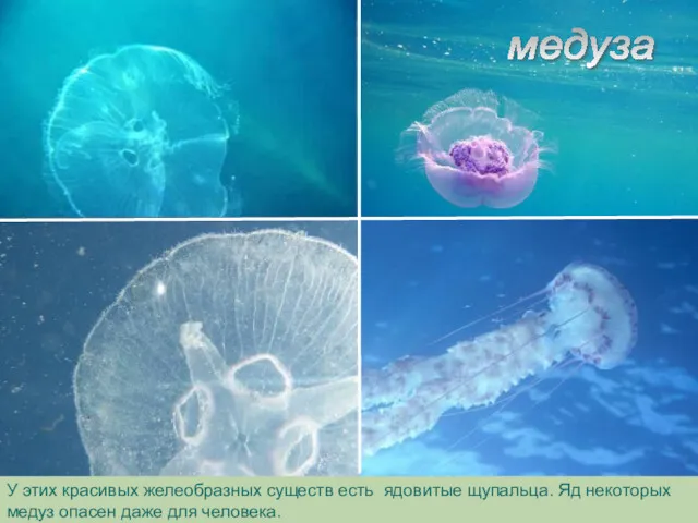 медуза У этих красивых желеобразных существ есть ядовитые щупальца. Яд некоторых медуз опасен даже для человека.