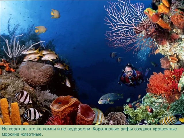 Но кораллы это не камни и не водоросли. Коралловые рифы создают крошечные морские животные.
