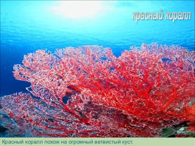 Красный коралл похож на огромный ветвистый куст. красный коралл