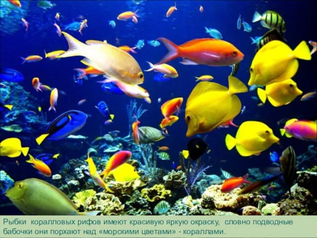 Рыбки коралловых рифов имеют красивую яркую окраску, словно подводные бабочки