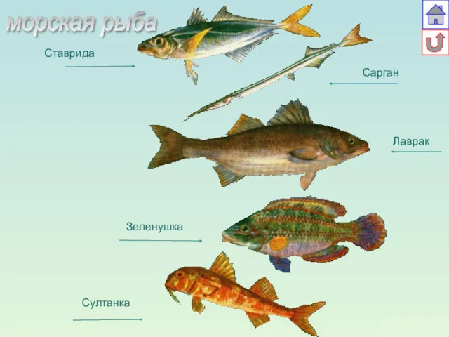 Ставрида Сарган Лаврак Зеленушка Султанка морская рыба