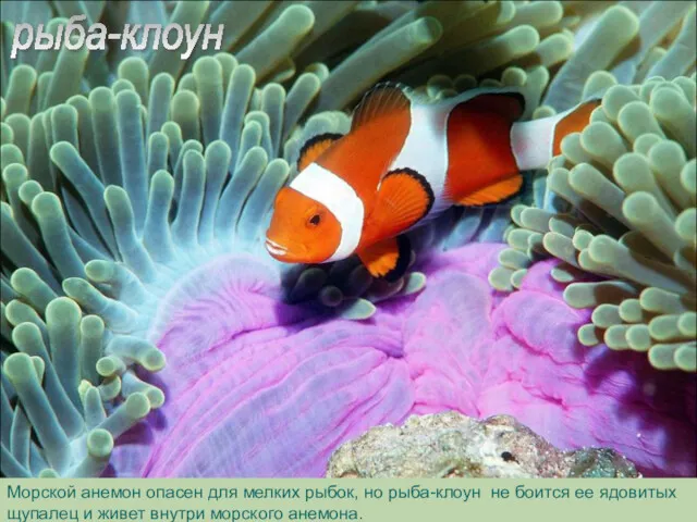 рыба-клоун Морской анемон опасен для мелких рыбок, но рыба-клоун не