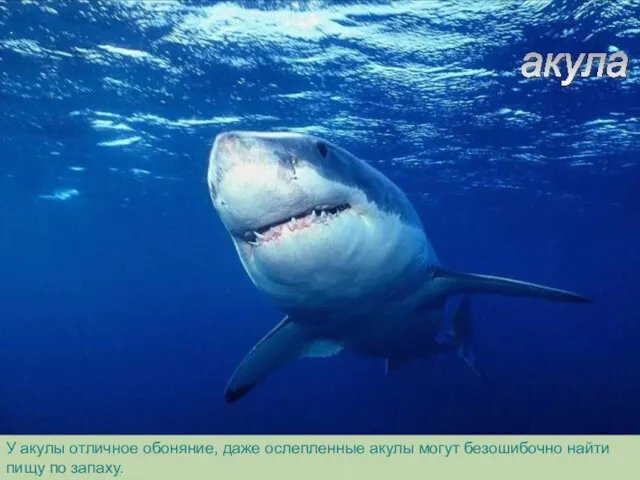 У акулы отличное обоняние, даже ослепленные акулы могут безошибочно найти пищу по запаху. акула