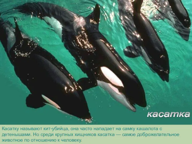 Касатку называют кит-убийца, она часто нападает на самку кашалота с