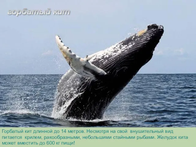 горбатый кит Горбатый кит длинной до 14 метров. Несмотря на